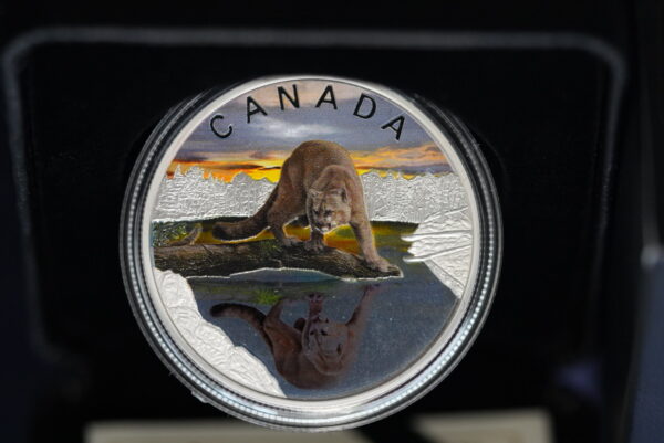 Twilight Stalker – 2024 $20 Wildlife Reflections Cougar